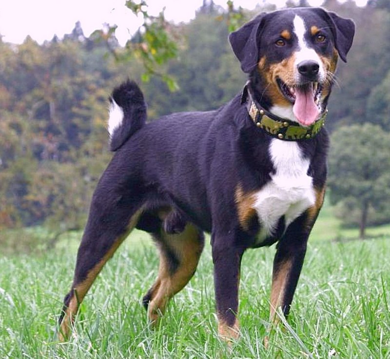 Appenzeller Sennenhund