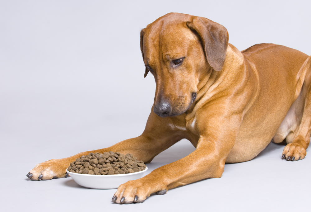 Geschmacksinn beim Hund