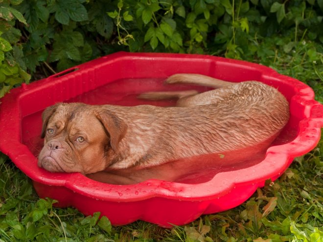 Hund abkühlen