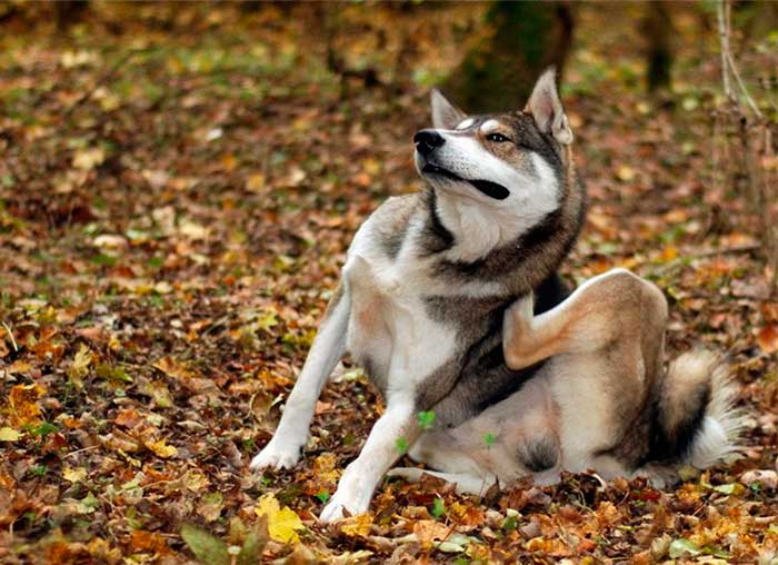 Juckreiz beim Hund