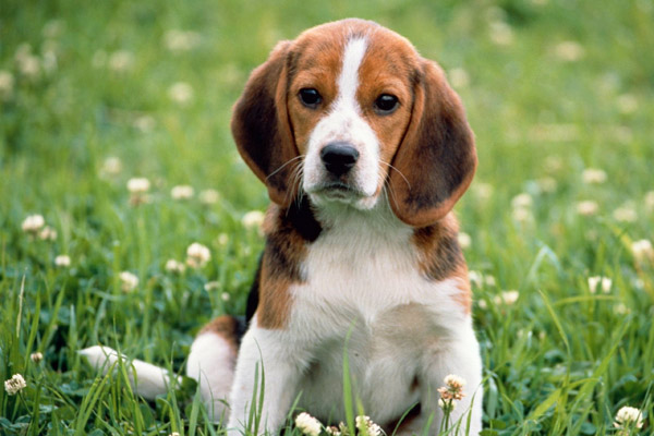 Beagle