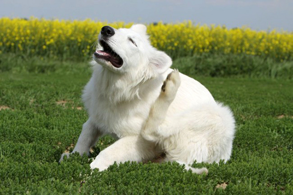 Räude beim Hund