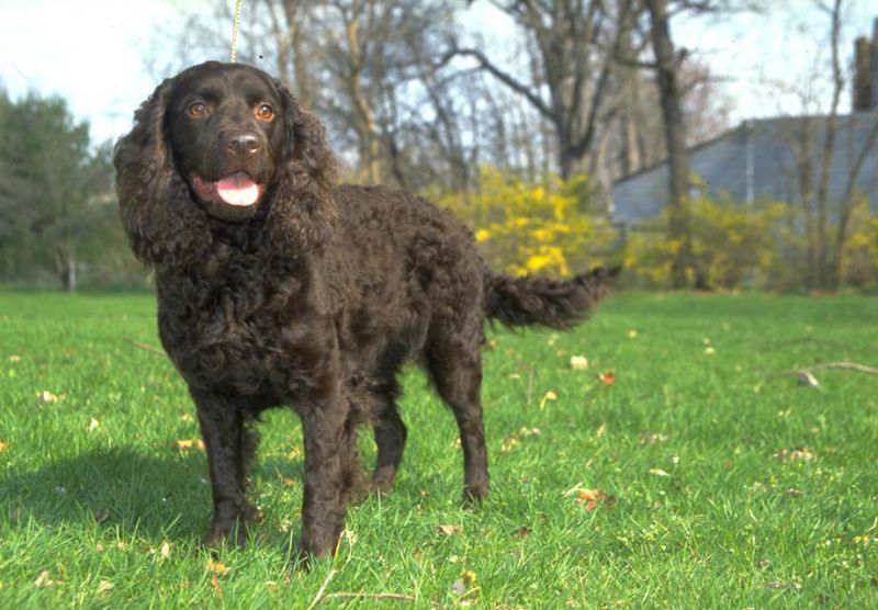 American water spaniel