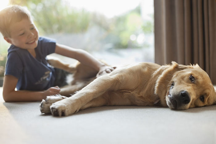 Golden Retriever