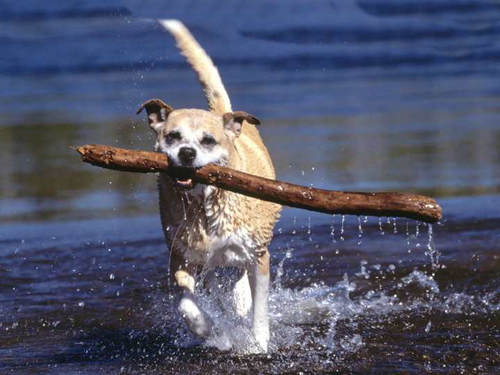 Faktoren für die Lebenswartung von Hunden